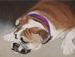 Portrait Creations is accepting commissions for paintings in pastel & oil. The artist earned awards & high marks and has studied extensively with internationally known portrait artist Daniel E. Greene and also attended workshops, lectures & demos with the following master artists to date: Barbara Applegate, Wendy Caporale, Judith Carducci, Margaret Dyer, Cedric Egeli, Calvin Goodman, Charles Gruppeí, Ray Kinstler, Michael Shane Neal, Richard Schmid, Burton Silverman. Christy Pilkintonís workshop format includes demonstrations in oil and pastel, color, study of the Old Masters, professional portrait procedure, posing and lighting of models, choosing painting positions, arrangement of materials and easel, canvas preparation. She also covers methods of painting (masses, values, color, texture, etc.), methods of observing and understanding color, color mixing in oil & its application to pastel, portrait palettes of the Old Masters and Impressionists revealed, professional portrait artistís palette explained and discussed. Pastel instruction included mastering pastels, choice of materials, types of surfaces, techniques, framing, composition, pricing, working from photographs, promotion and critique of artists work. Commissions in Pencil, in Charcoal, Oil, Pastel for commemorative, heirloom, heritage, honorarium, Memorial paintings. Oil paintings, old masters, pastel, posterity, realistic, realism, realists, representational, source, traditional. The artist takes special interest in painting children’s portraits as well teaching children’s art classes. Having worked with children for many years in several capacities, the artist has a unique gift and passion for sharing what she has learned. “Children are like sponges and soak up everything you teach them. They have an intense enthusiasm and excitement about creating.” Wedding portraits Nashville Wedding Portrait, Madison area. The artist has done photography for many Nashville Weddings and has also done portraits in oil and pastel from the wedding photographs. Wedding photography has been a hobby that has developed into another venue for the artist to work. Wedding portraits in oil & pastel Nashville, Wedding paintings in oil & pastel Wedding photography, Wedding portraits in pencil or charcoal Animal portraits in the Nashville Area Pet Portraits in Nashville, Paintings of your pet in pencil, charcoal, oil or pastel Portraits from photos of your pet Nashville and Madison Tennessee Drawing classes, Oil & pastel classes in Nashville, Nashville portraits Nashville art classes, Nashville children’s art classes, children’s art lessons Painting classes in Nashville Tennessee, Art classes in Nashville, Home studio in Madison teaching oil, pastel, drawing Adults and children’s art Christy Pilkinton’s workshop format includes demonstrations in oil and pastel, color, study of the Old Masters, professional portrait procedure, posing and lighting of models, choosing painting positions, arrangement of materials and easel, canvas preparation. She also covers methods of painting (masses, values, color, texture, etc.), methods of observing and understanding color, color mixing in oil & its application to pastel, portrait palettes of the Old Masters and Impressionists revealed, professional portrait artist’s palette explained and discussed. Pastel instruction included mastering pastels, choice of materials, types of surfaces, techniques, framing, composition, pricing, working from photographs, promotion and critique of artists work.
