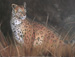 Leopard is a study done in class by Christine from a wildlife painting book and is a collection of the artist. The leopard was painted in oil on a 24 x 36 canvas. Christine enjoys painting animals and pets. 