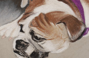 Portrait Creations is accepting commissions for paintings in pastel & oil. The artist earned awards & high marks and has studied extensively with internationally known portrait artist Daniel E. Greene and also attended workshops, lectures & demos with the following master artists to date: Barbara Applegate, Wendy Caporale, Judith Carducci, Margaret Dyer, Cedric Egeli, Calvin Goodman, Charles Gruppeí, Ray Kinstler, Michael Shane Neal, Richard Schmid, Burton Silverman. Christy Pilkintonís workshop format includes demonstrations in oil and pastel, color, study of the Old Masters, professional portrait procedure, posing and lighting of models, choosing painting positions, arrangement of materials and easel, canvas preparation. She also covers methods of painting (masses, values, color, texture, etc.), methods of observing and understanding color, color mixing in oil & its application to pastel, portrait palettes of the Old Masters and Impressionists revealed, professional portrait artistís palette explained and discussed. Pastel instruction included mastering pastels, choice of materials, types of surfaces, techniques, framing, composition, pricing, working from photographs, promotion and critique of artists work. Commissions in Pencil, in Charcoal, Oil, Pastel for commemorative, heirloom, heritage, honorarium, Memorial paintings. Oil paintings, old masters, pastel, posterity, realistic, realism, realists, representational, source, traditional. The artist takes special interest in painting children’s portraits as well teaching children’s art classes. Having worked with children for many years in several capacities, the artist has a unique gift and passion for sharing what she has learned. “Children are like sponges and soak up everything you teach them. They have an intense enthusiasm and excitement about creating.” Wedding portraits Nashville Wedding Portrait, Madison area. The artist has done photography for many Nashville Weddings and has also done portraits in oil and pastel from the wedding photographs. Wedding photography has been a hobby that has developed into another venue for the artist to work. Wedding portraits in oil & pastel Nashville, Wedding paintings in oil & pastel Wedding photography, Wedding portraits in pencil or charcoal Animal portraits in the Nashville Area Pet Portraits in Nashville, Paintings of your pet in pencil, charcoal, oil or pastel Portraits from photos of your pet Nashville and Madison Tennessee Drawing classes, Oil & pastel classes in Nashville, Nashville portraits Nashville art classes, Nashville children’s art classes, children’s art lessons Painting classes in Nashville Tennessee, Art classes in Nashville, Home studio in Madison teaching oil, pastel, drawing Adults and children’s art Christy Pilkinton’s workshop format includes demonstrations in oil and pastel, color, study of the Old Masters, professional portrait procedure, posing and lighting of models, choosing painting positions, arrangement of materials and easel, canvas preparation. She also covers methods of painting (masses, values, color, texture, etc.), methods of observing and understanding color, color mixing in oil & its application to pastel, portrait palettes of the Old Masters and Impressionists revealed, professional portrait artist’s palette explained and discussed. Pastel instruction included mastering pastels, choice of materials, types of surfaces, techniques, framing, composition, pricing, working from photographs, promotion and critique of artists work.