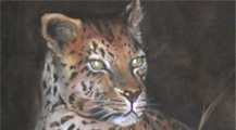 Leopard is a study done in class by Christine from a wildlife painting book and is a collection of the artist. The leopard was painted in oil on a 24 x 36 canvas. Christine enjoys painting animals and pets.